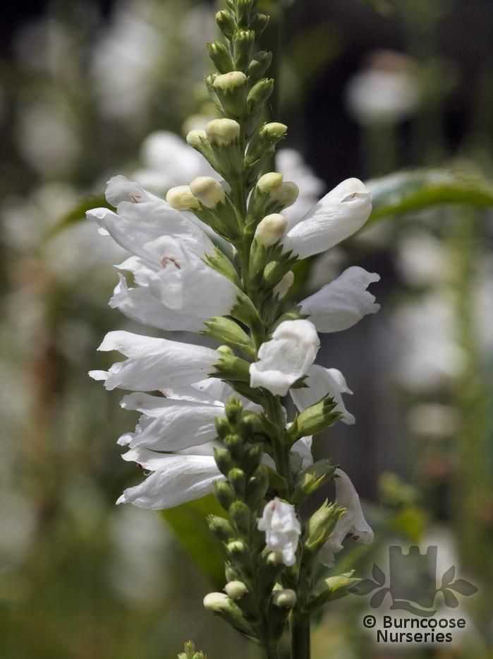 Physostegia: an overview