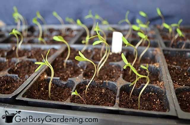 Benefits of Hydrogel for Pepper Seedlings