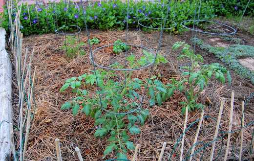 How to Mulch with Pine Needles