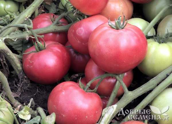 Popular Pink Tomato Varieties