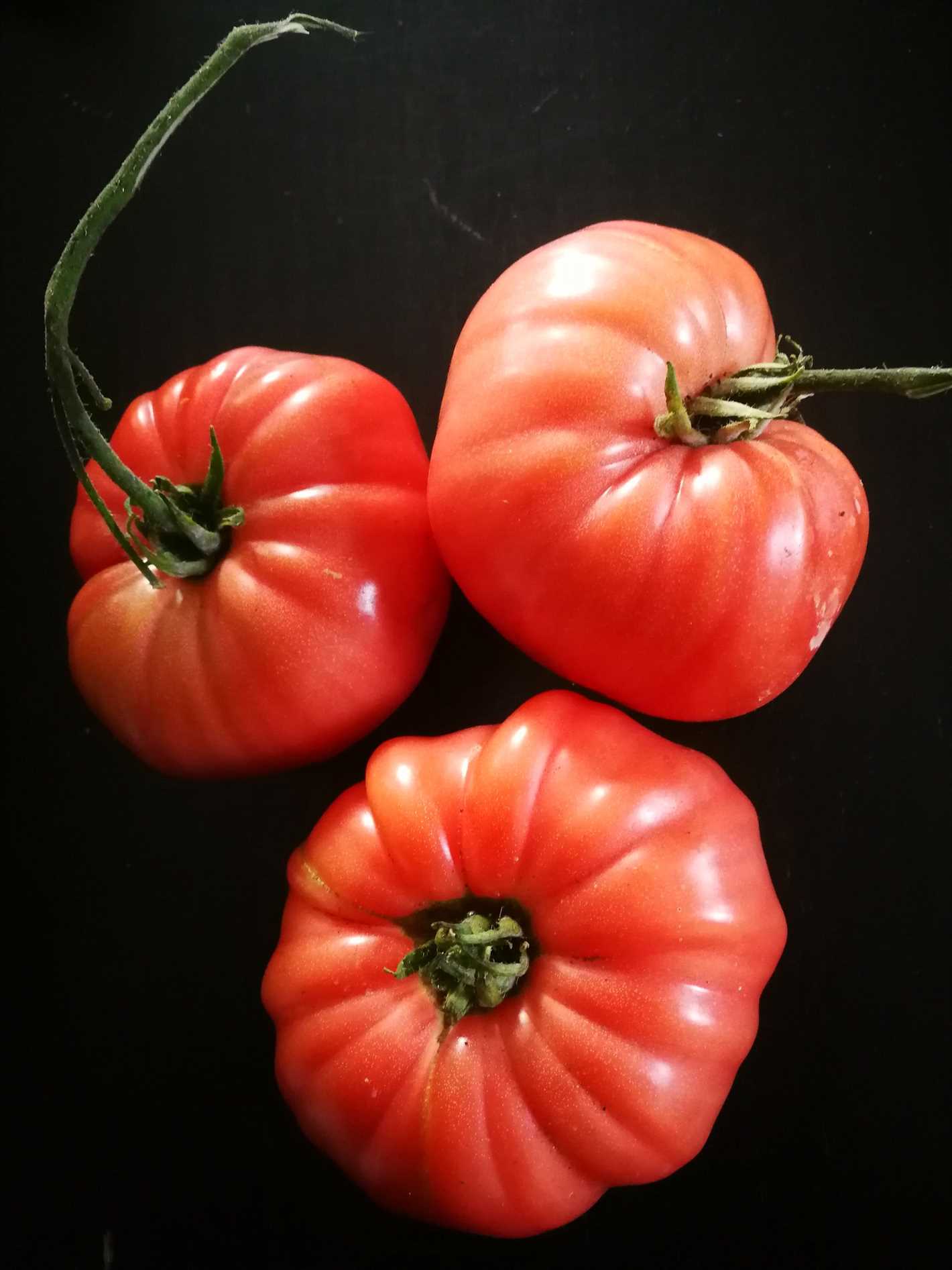 Exploring Pink Tomato Varieties around the World