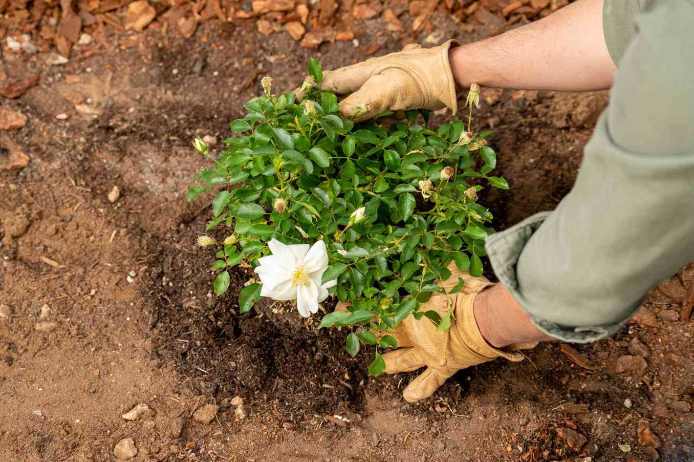 Mulching and Pruning: Protecting and Shaping Your Rose Plants