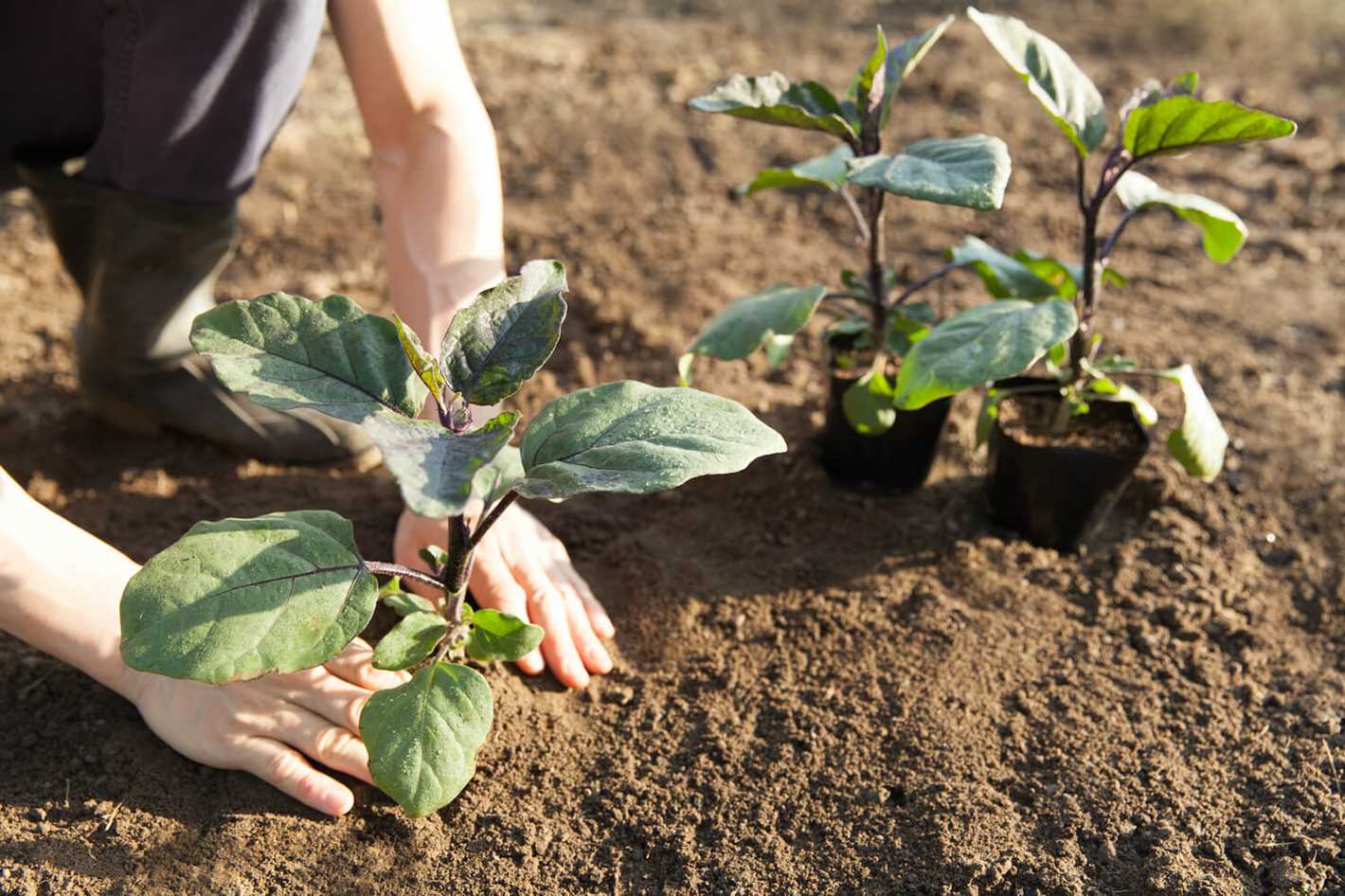 Why Plant Aubergines?