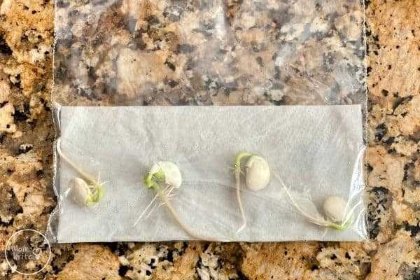 Supporting the Bean Sprouts as They Grow