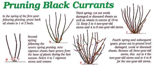 3. Currant blister aphid