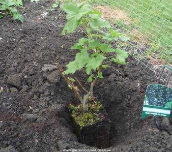Step-by-Step Guide to Planting Blackcurrants in March