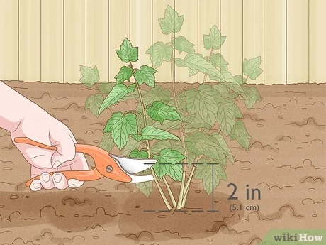 Step 4: Planting the Blackcurrant Plants