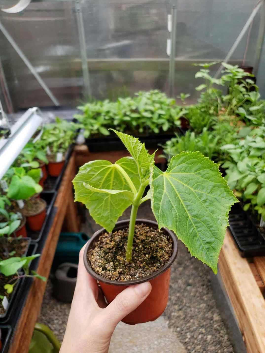 Preparing the Greenhouse for Planting