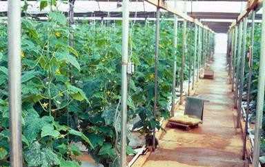 Fertilizing Cucumber Plants