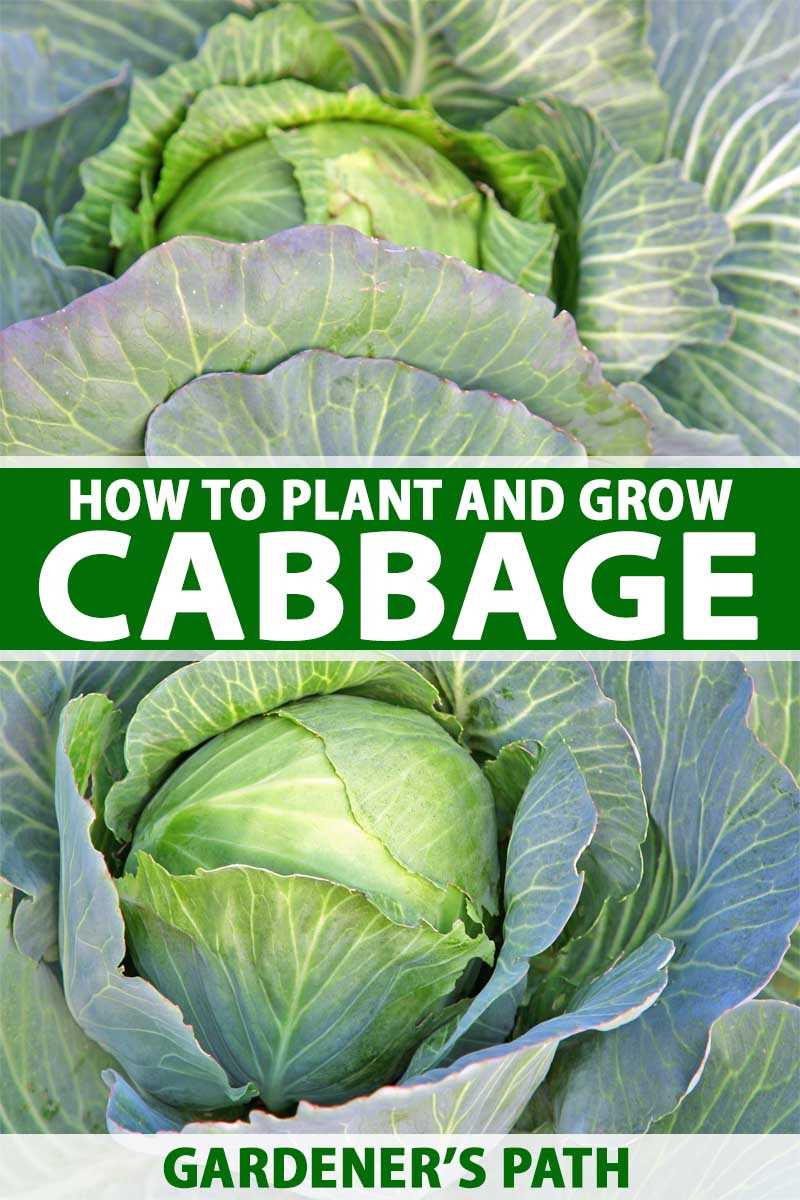 Watering and Fertilizing Early Cabbage Plants