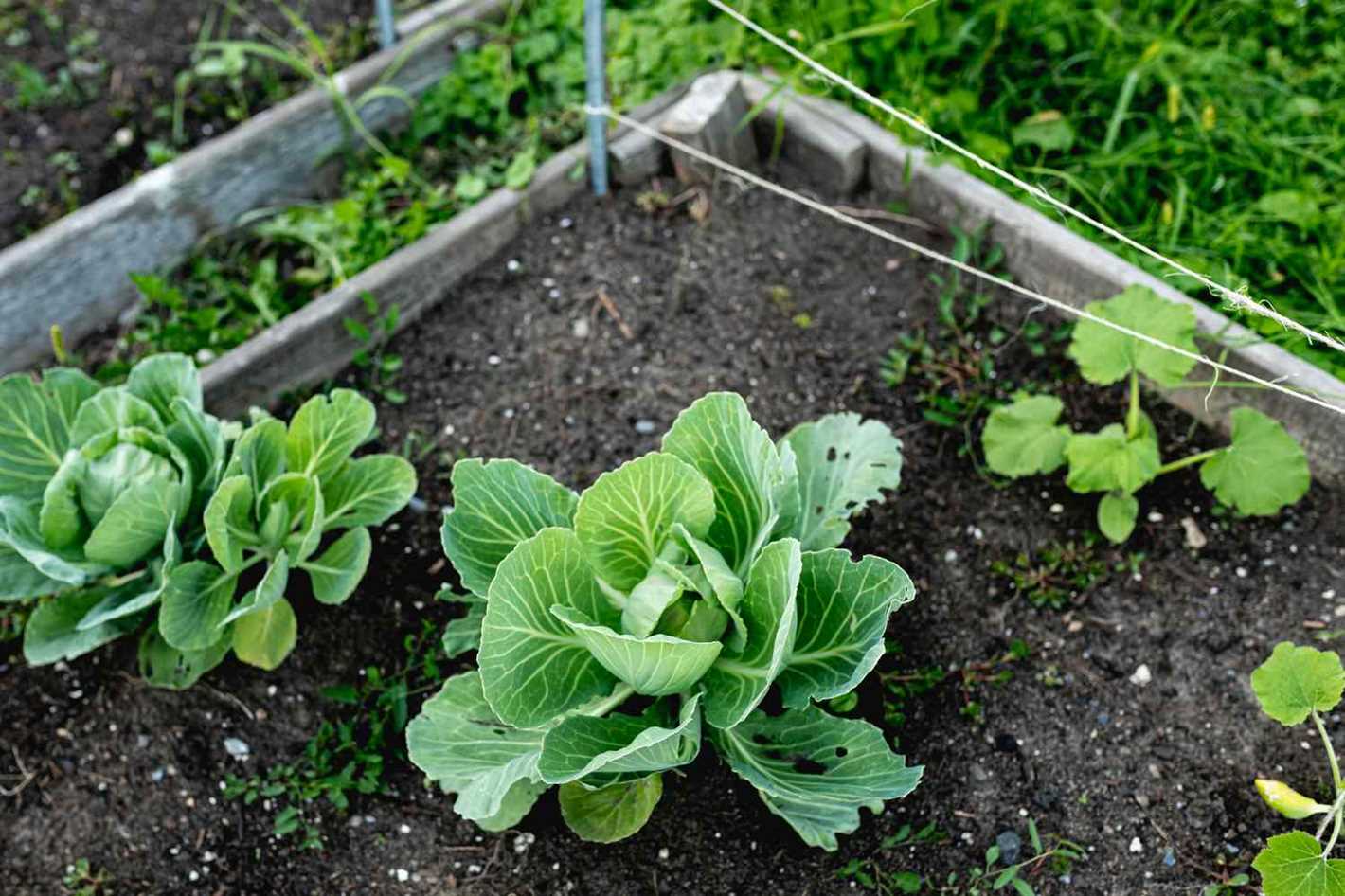 Early Cabbage Varieties for Quick Harvest