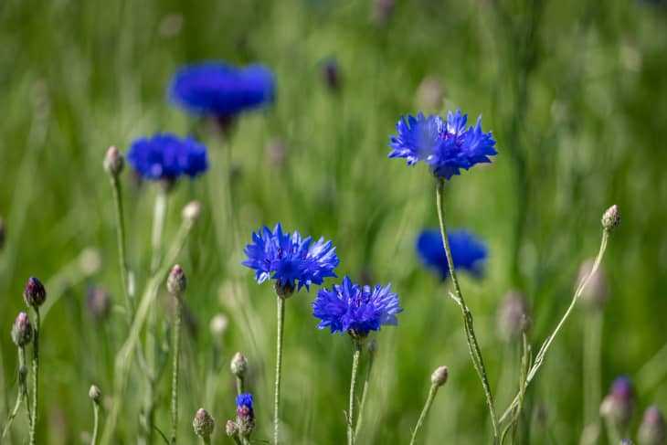 When to plant seedlings