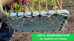 4. Plant the Grape Cutting