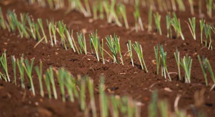 4. Transplant the seedlings