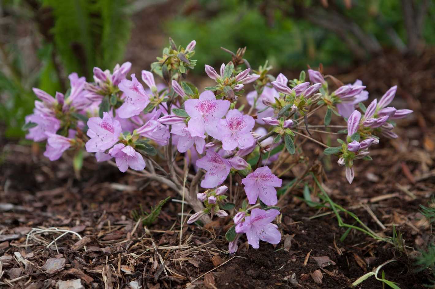 Spring Planting