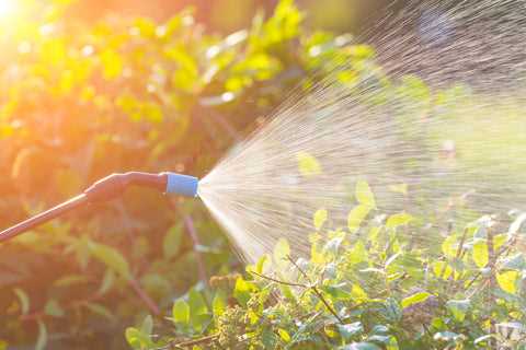 Watering Strategically