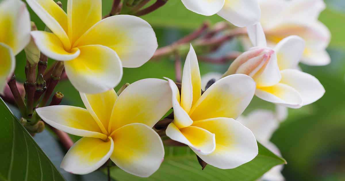 Plumeria Cultivation Around the World