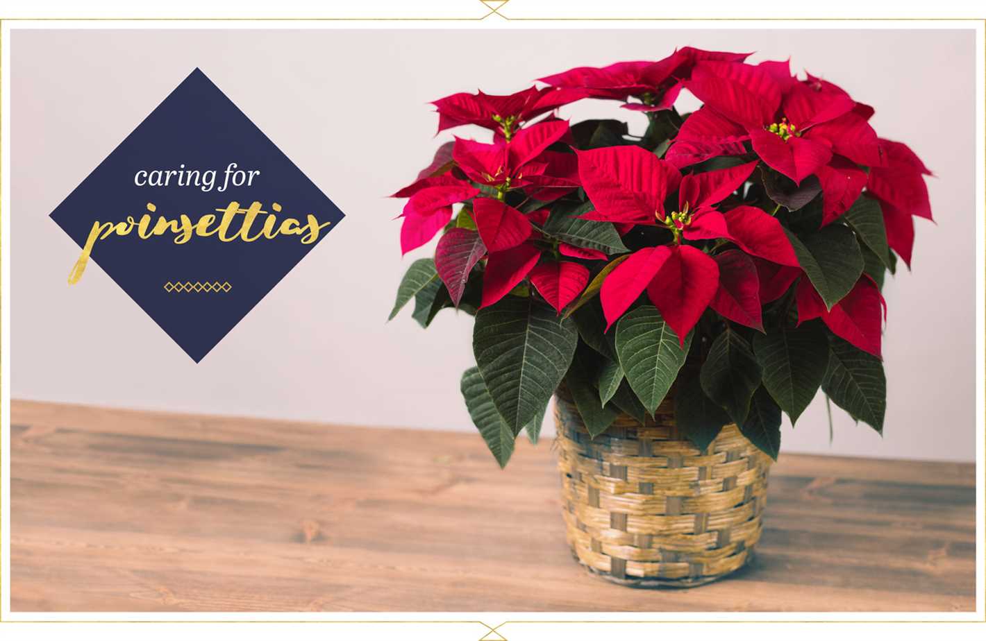 Understanding Poinsettia Light Requirements