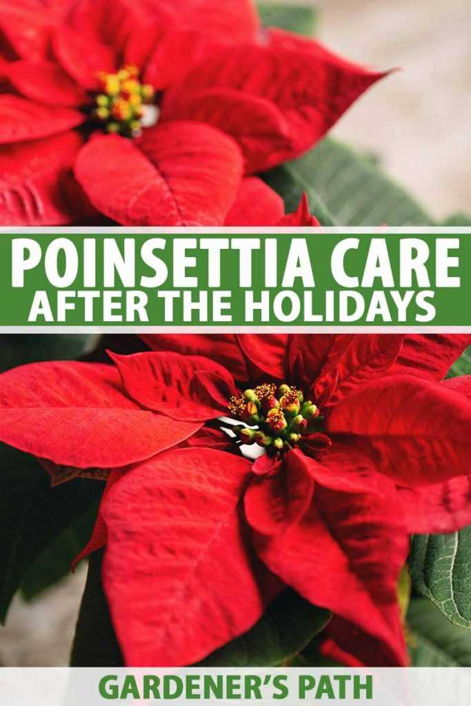 When to Prune Poinsettias