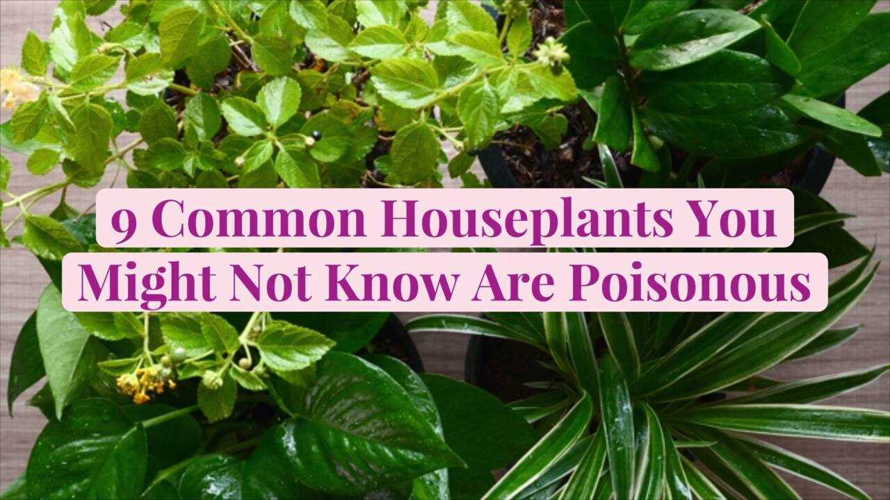 Common symptoms of plant poisoning include:
