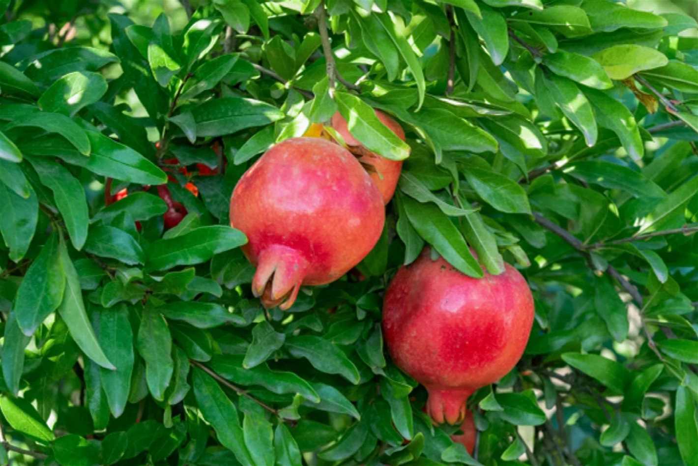 Storing Pomegranates