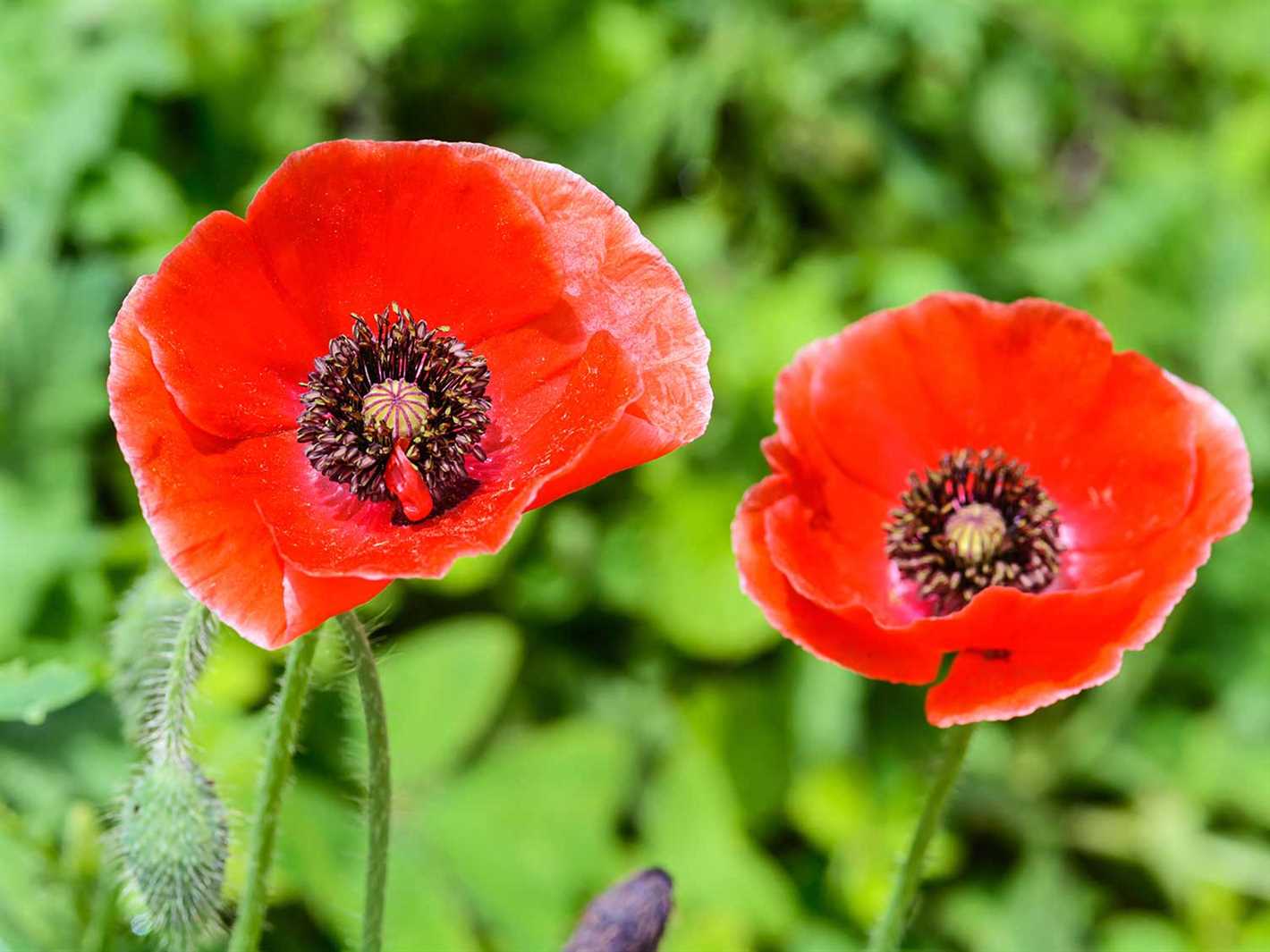 poppy growing from seeds types and varieties ce51jhnd