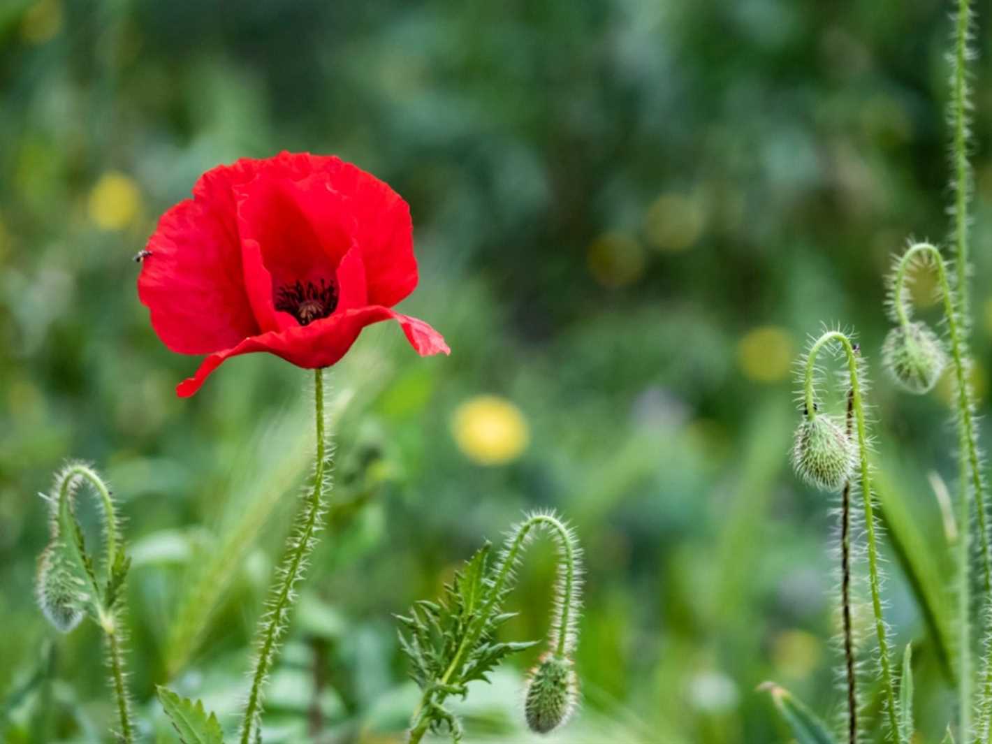 Growing Poppy from Seeds