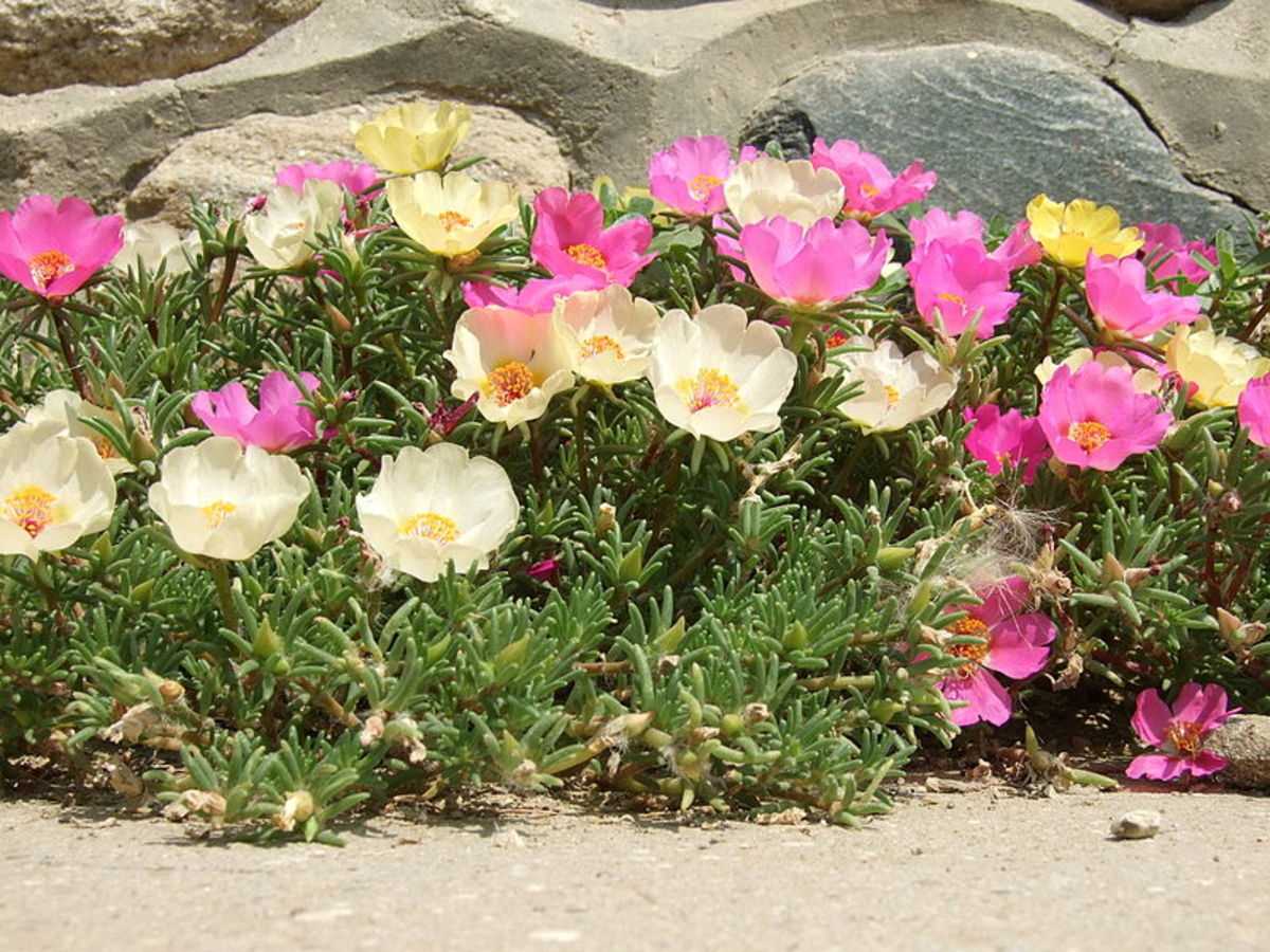 Caring for Portulaca Seedlings