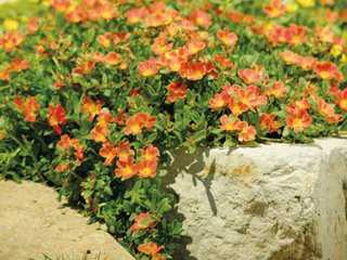 Harvesting and Using Portulaca