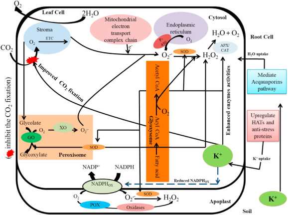 3. Regulation of Stomatal Opening