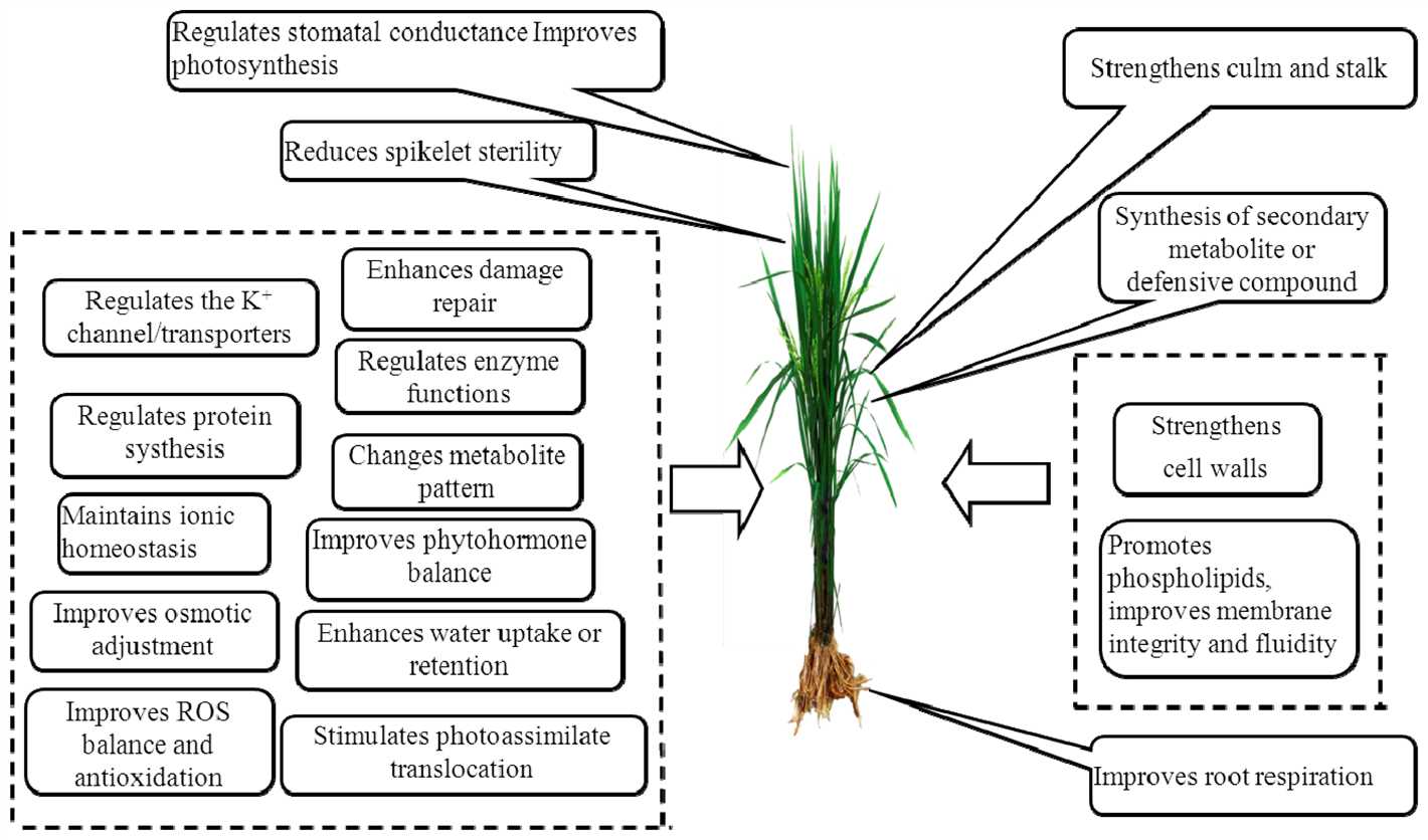 3. Disease Resistance