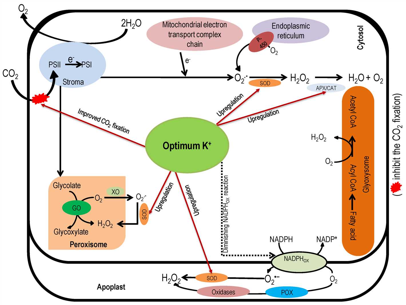 Providing Plants with Adequate Potassium