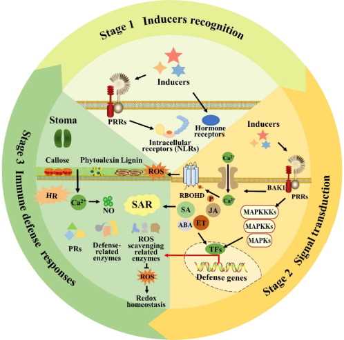 The Importance of Potassium in Plant Immunity