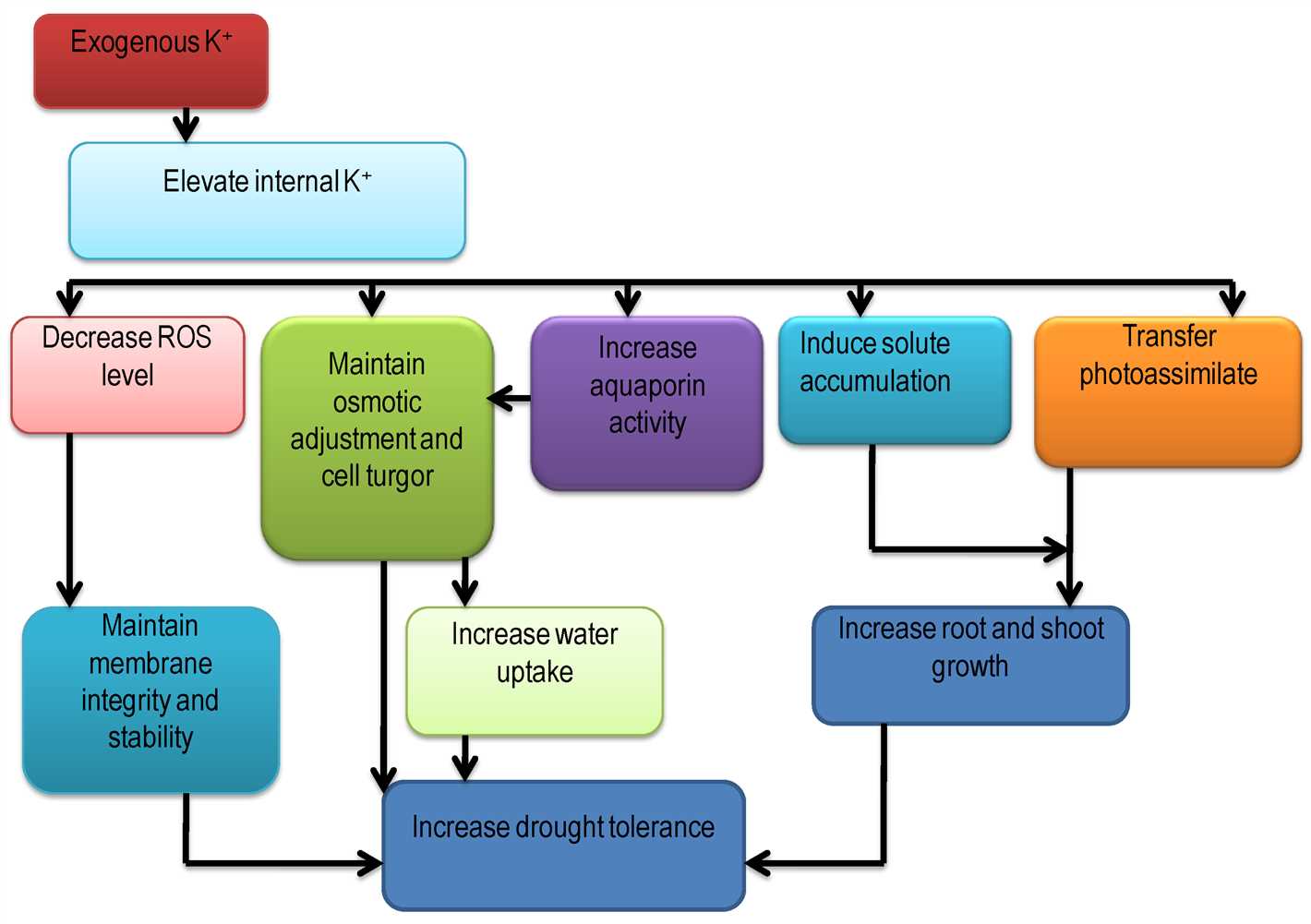 Potassium's Effect on Plant Defense Mechanisms