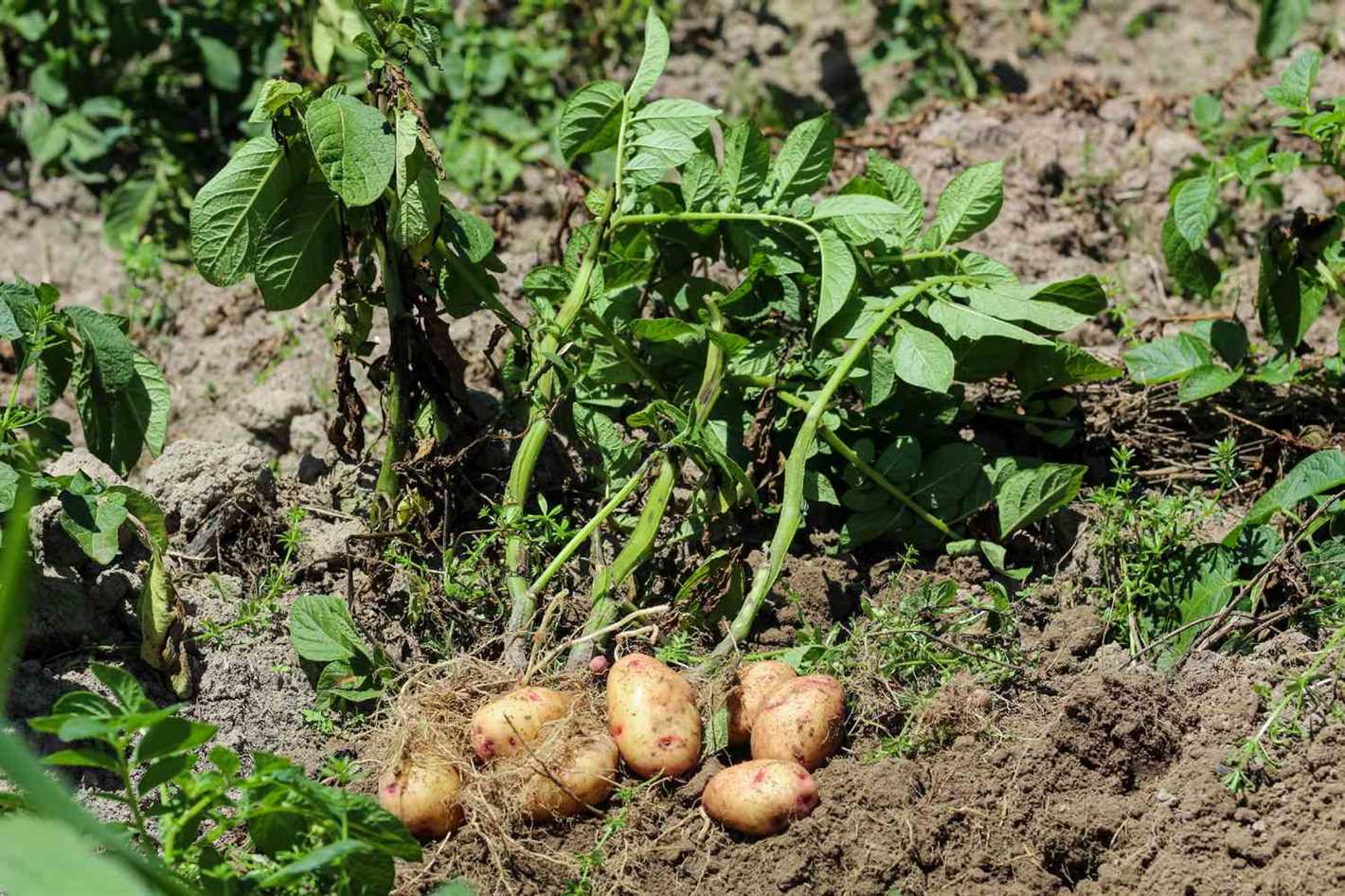 Create Raised Beds or Rows