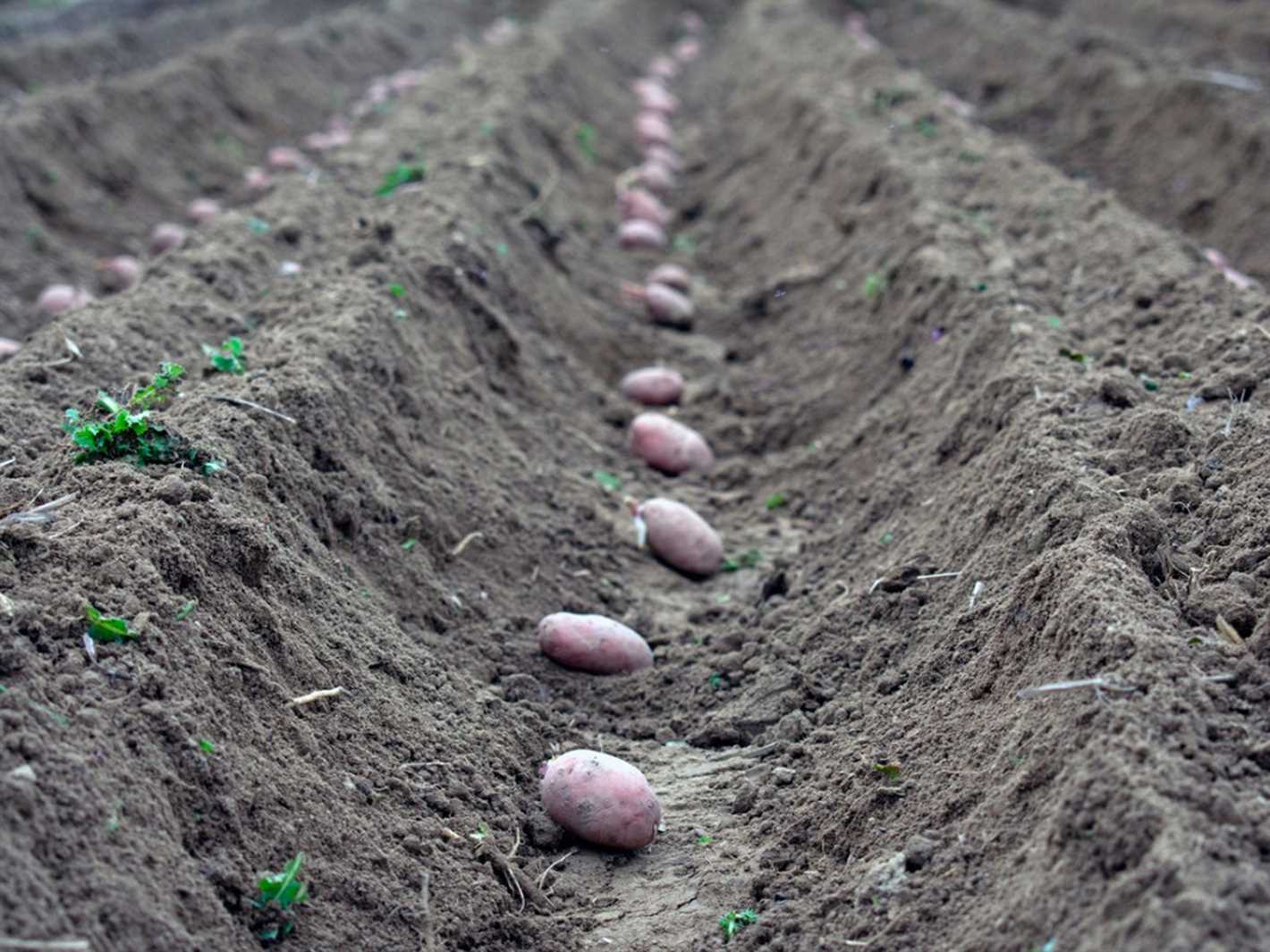 Identify High-Yielding Potato Varieties