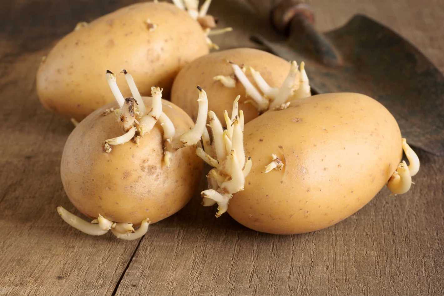 Step-by-Step Guide to Potato Seedling Capping