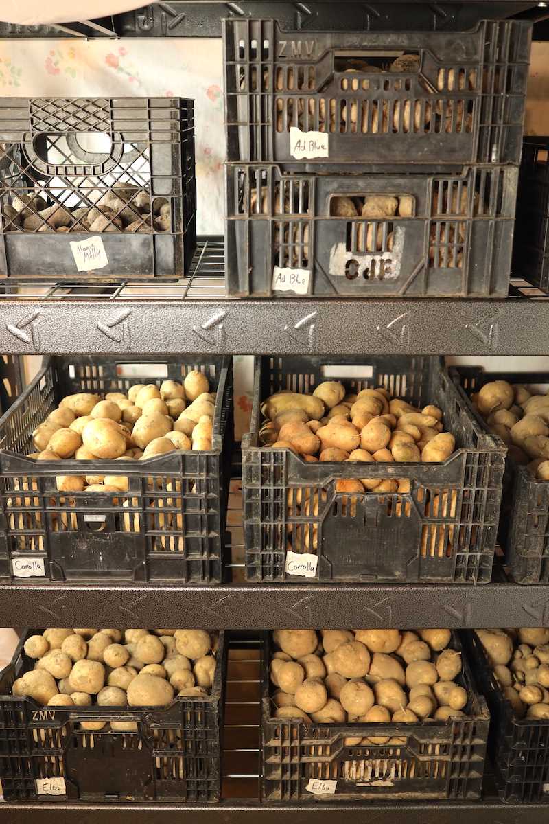 1. Selecting the Right Potatoes