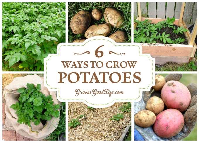 Exploring Different Potato Varieties for Unique Flavors