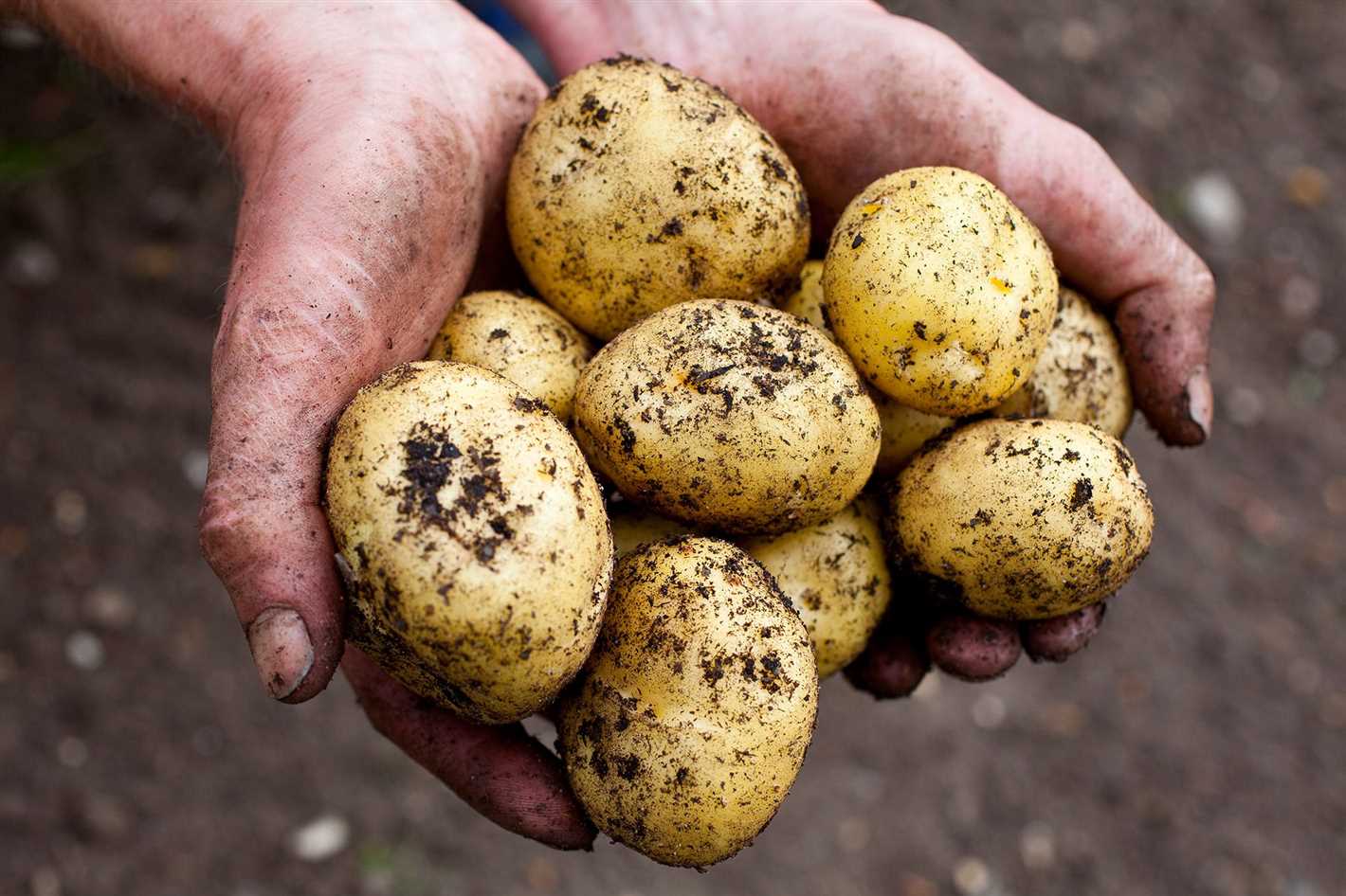 2. Use Certified Seed Potatoes: