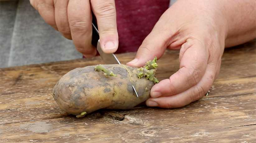 Step 4: Plant the Tubers