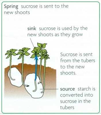 Harvesting Process