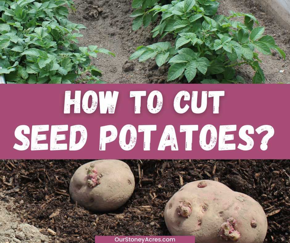 Planting Potatoes: A Beginner's Guide