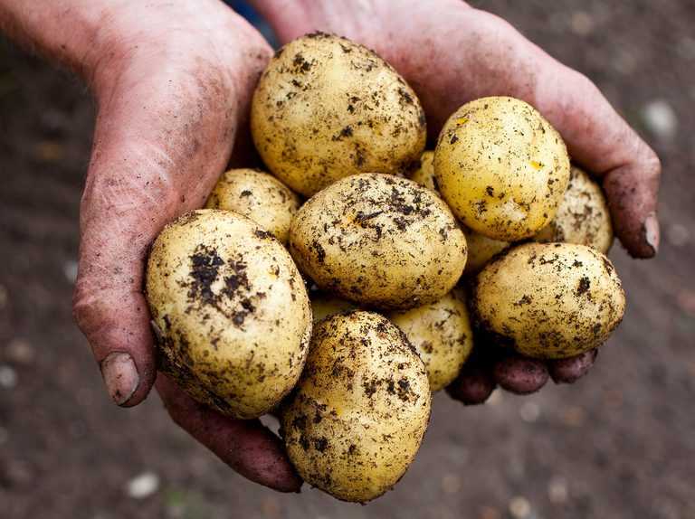 3. Chit or Sprout the Seed Potatoes