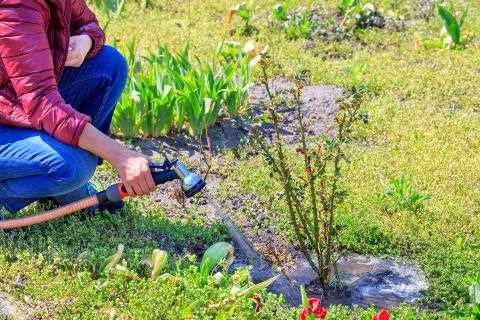 Preparing Trees for Winter