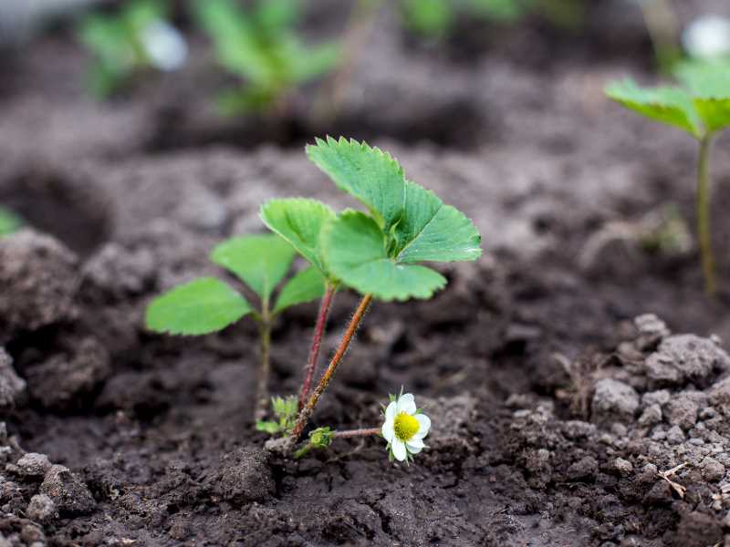 Preparing the Soil