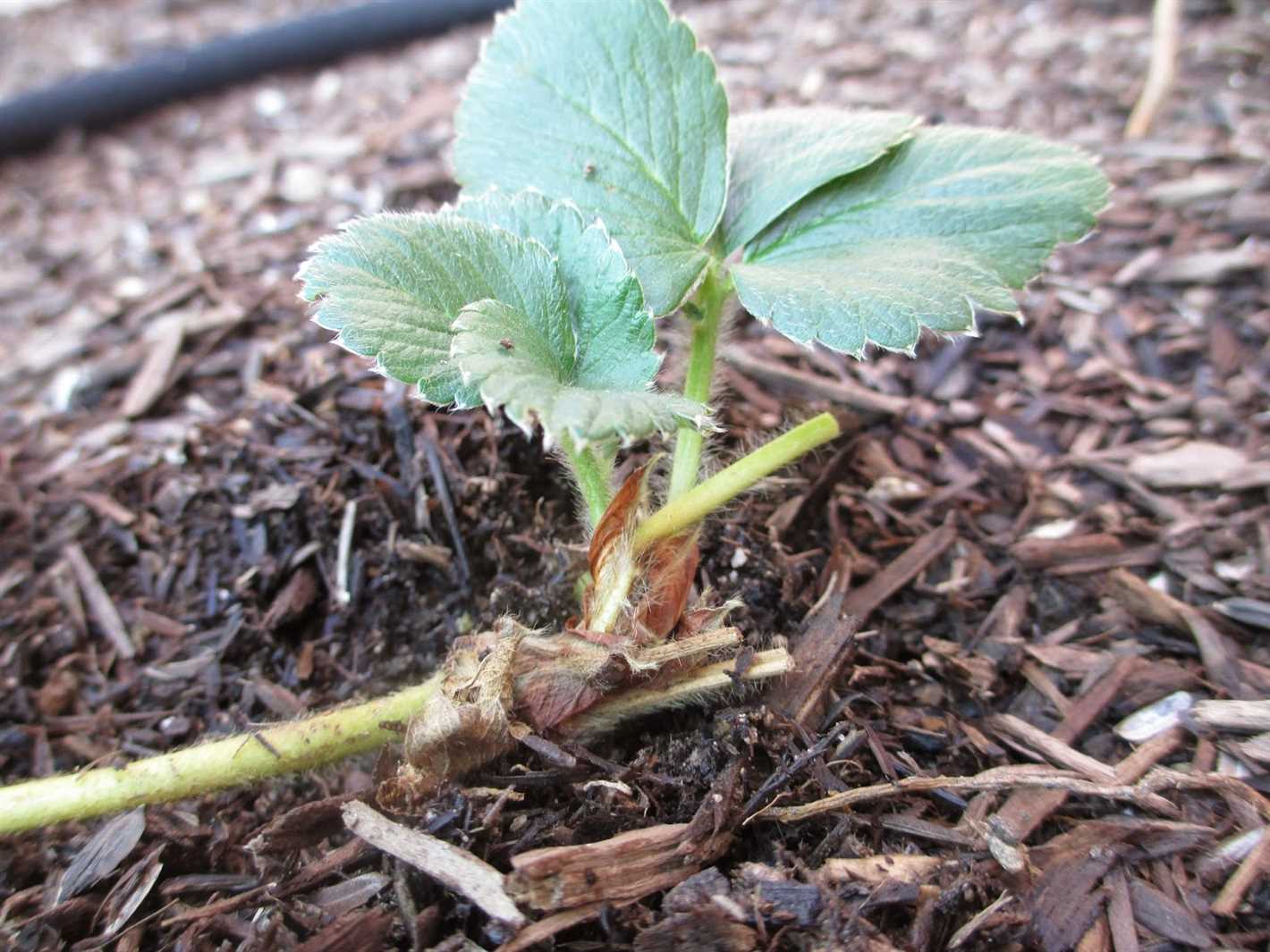 Preparing Strawberry Seedlings