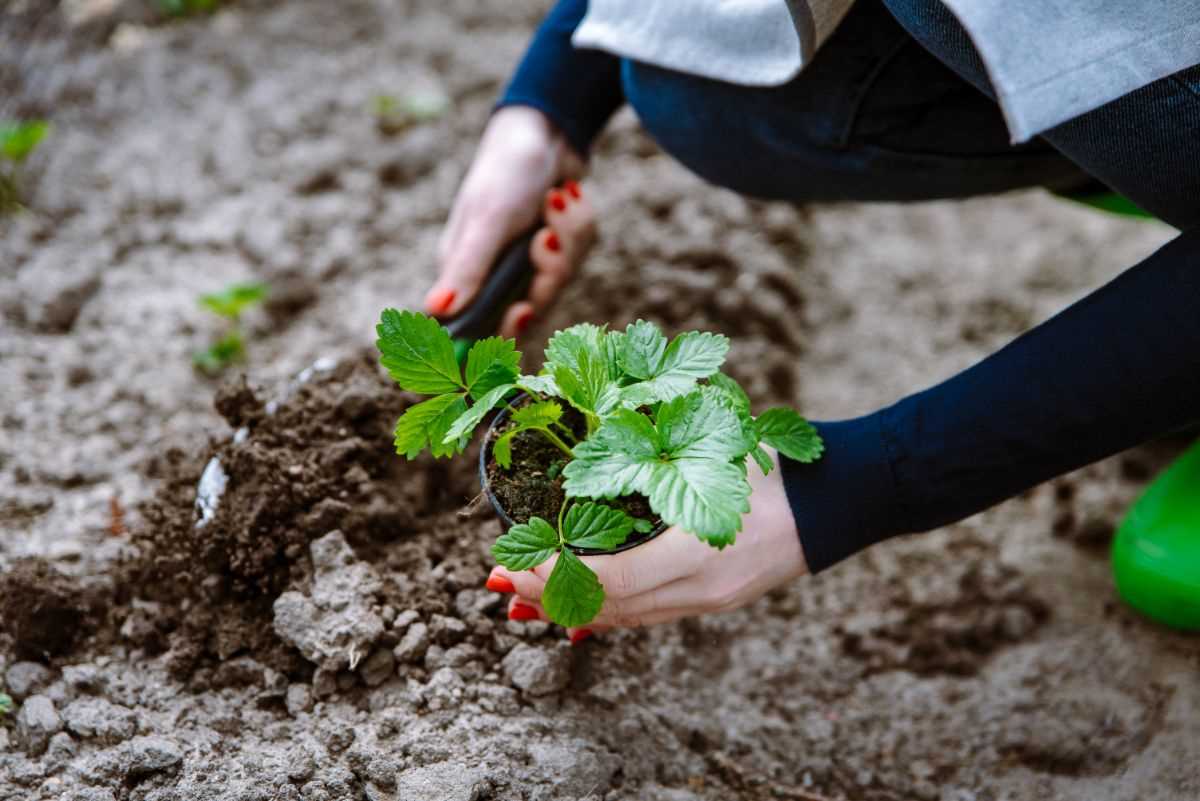 4. Mulch with Straw