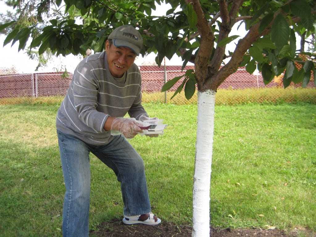 Application Methods for Fertilising Trees