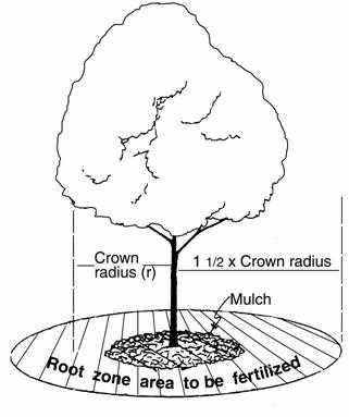 4. Enhanced Growth and Recovery in Spring